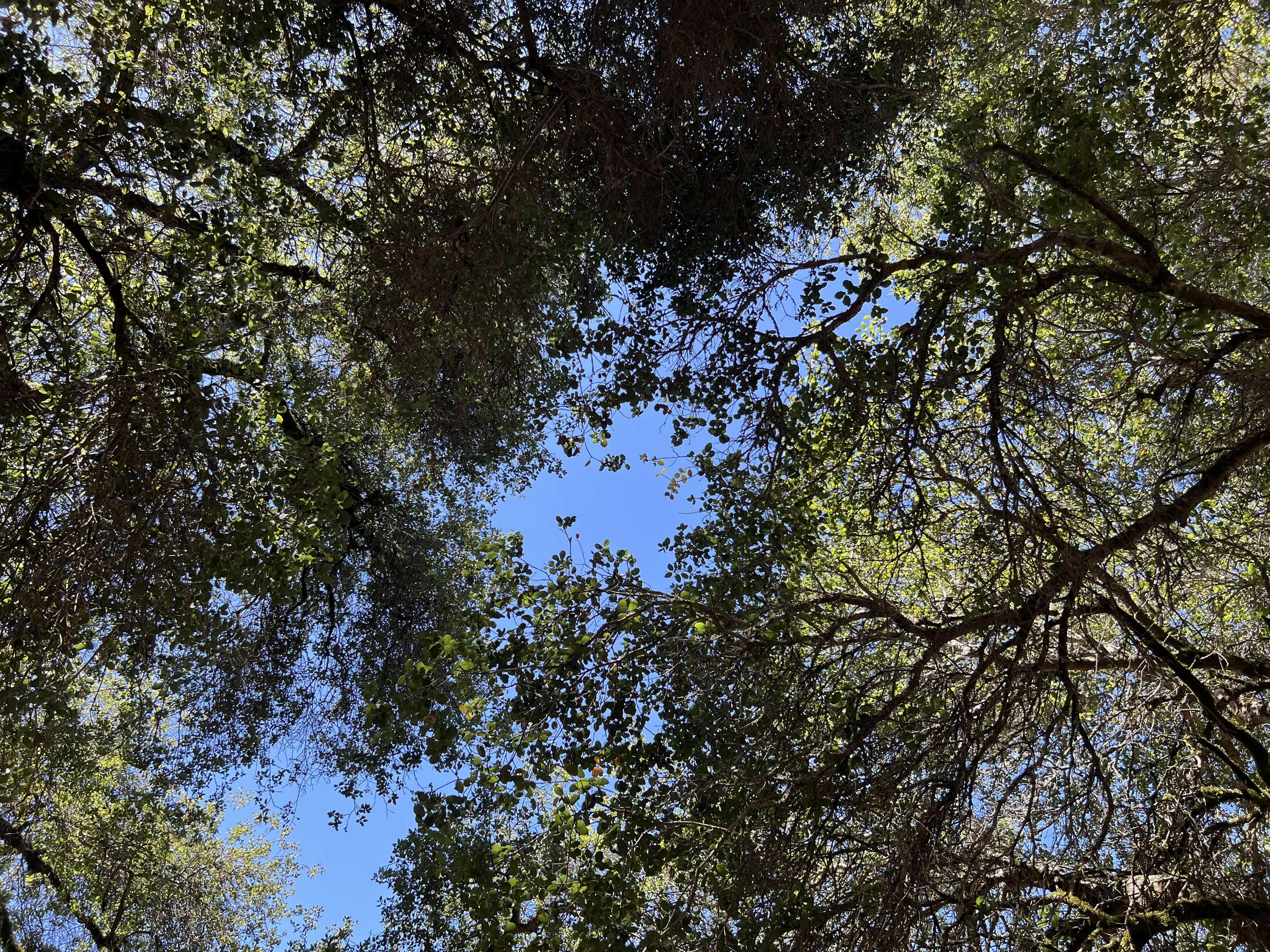 under oaks