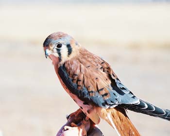 Kestrel Hawk