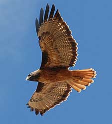 RedtailedHawk