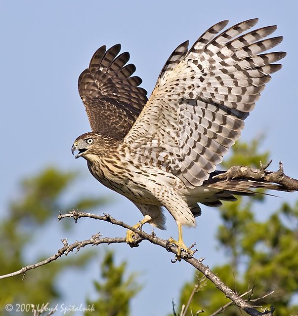 coopers hawk