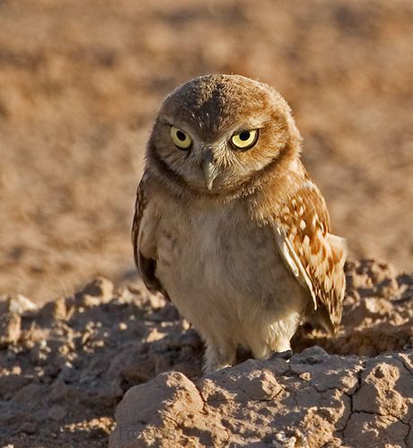 burrowing owl3