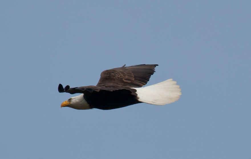 Bald Eagle flying
