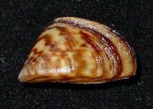 Zebra mussel