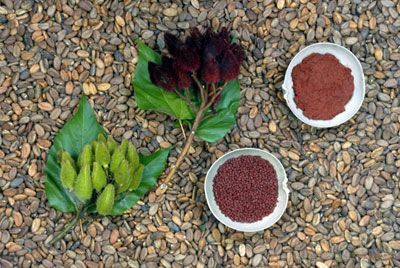 achiote-maya-ethnobotany-flaar-03