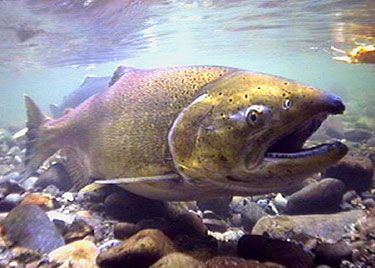 chinook-spawning