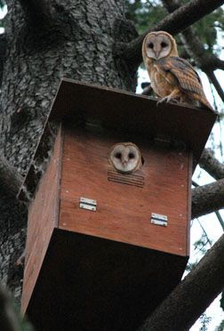 owls at home