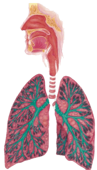 lungs crop