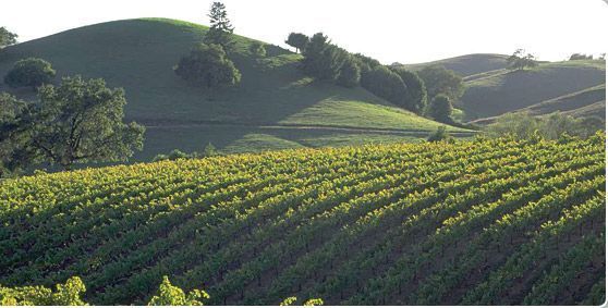 sonomavineyards