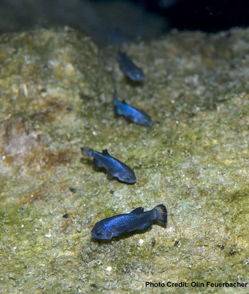 Devils Hole_pupfish4