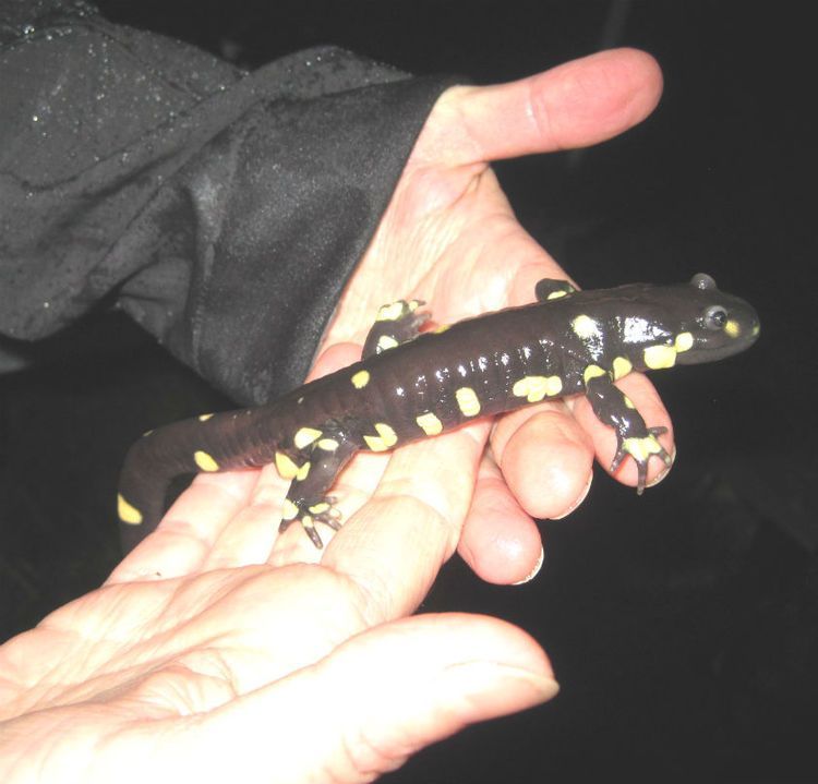salamander closeup