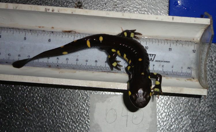 salamander ruler