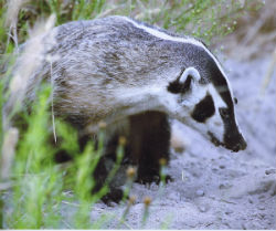 Young badger - by Andy LaCasse