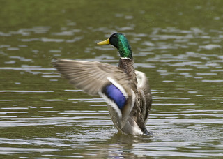 mallard