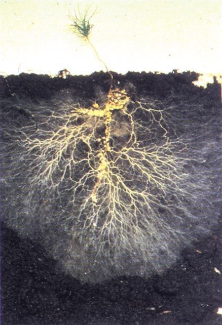 mycorrhizalfungi