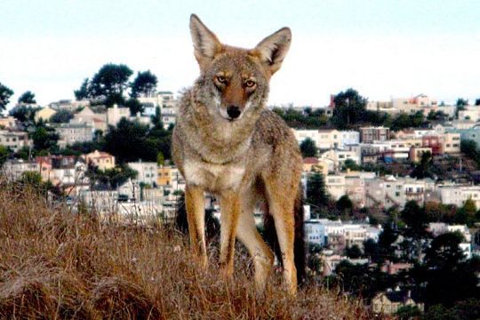 coyoteSF