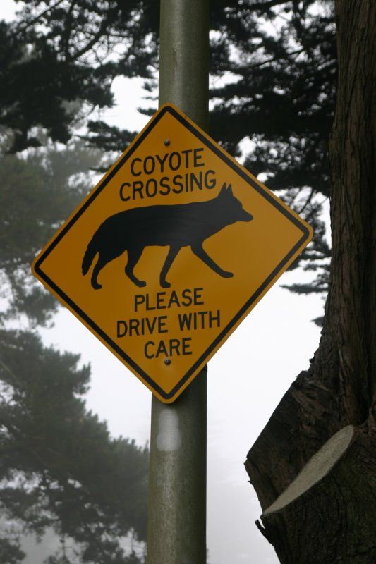 coyotecrossing