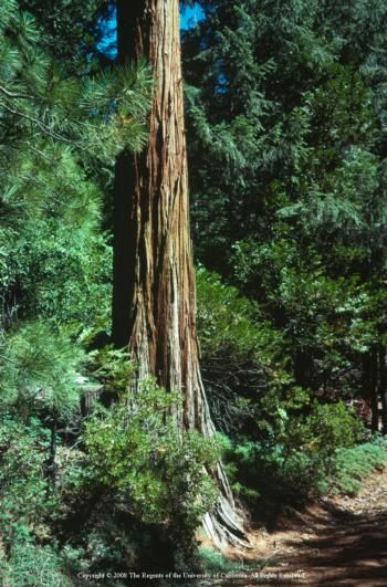 coast_redwood