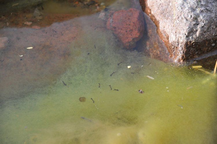mosquito_larvae_in_cenote