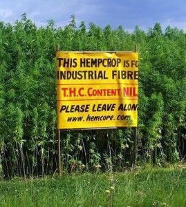 hemp-crop-photo-269x300