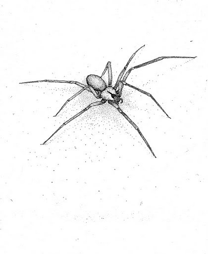 Brown_Recluse