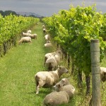 Sheep-Grazing-in-vineyard-150x150