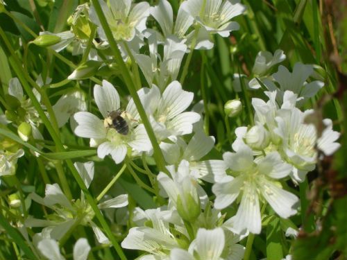 SebastopolMeadowfoam