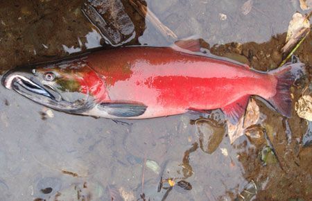 coho spawn