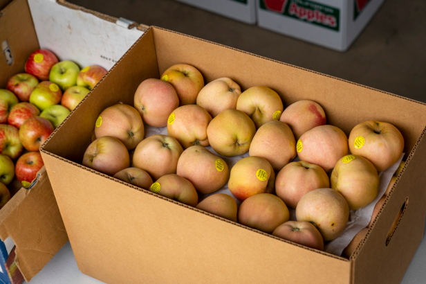 Apple box Gold Ridge - photo by Suzanne Becker Bronk