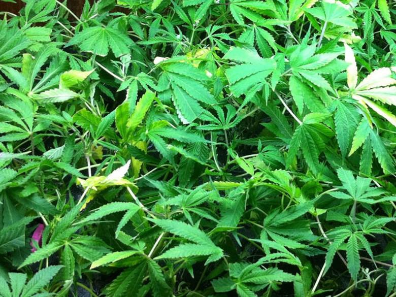 Marijuana