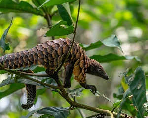 Pangolin