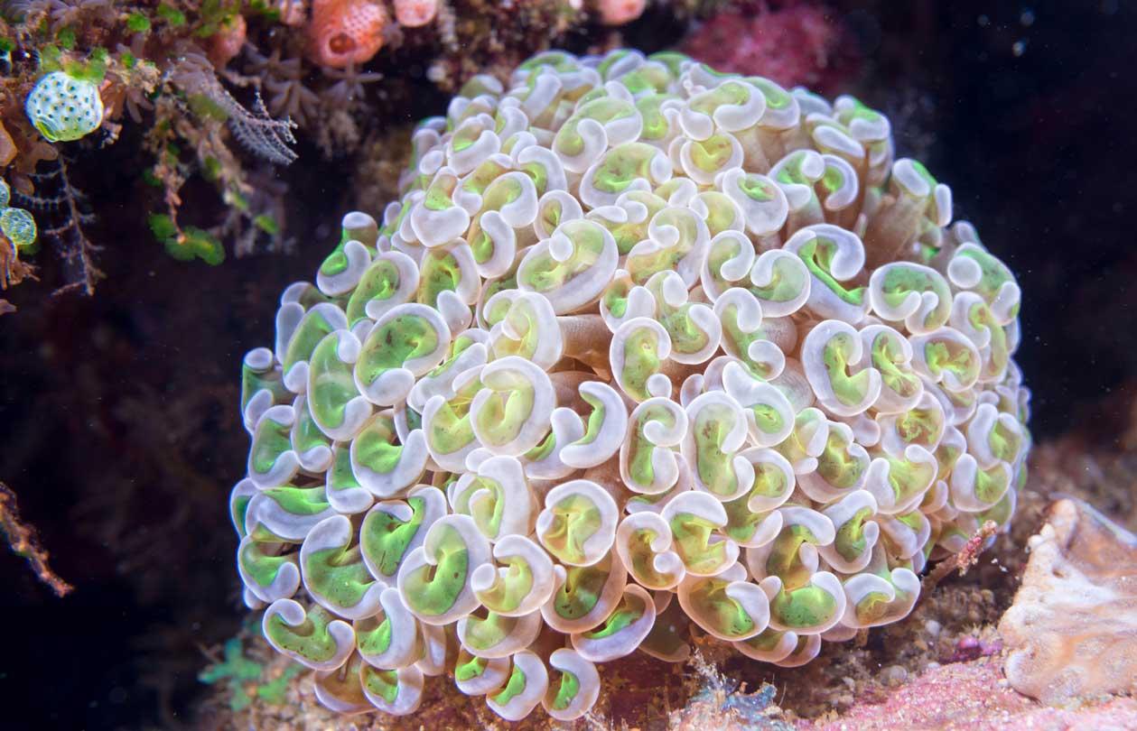 Coral